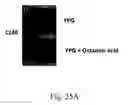 Fig. 59 - RECOMBINANT POLYNUCLEOTIDE SEQUENCE FOR PRODUCING ASTAXANTHIN AND USES THEREOF