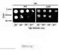 Fig. 63 - RECOMBINANT POLYNUCLEOTIDE SEQUENCE FOR PRODUCING ASTAXANTHIN AND USES THEREOF