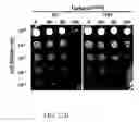 Fig. 64 - RECOMBINANT POLYNUCLEOTIDE SEQUENCE FOR PRODUCING ASTAXANTHIN AND USES THEREOF