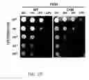 Fig. 65 - RECOMBINANT POLYNUCLEOTIDE SEQUENCE FOR PRODUCING ASTAXANTHIN AND USES THEREOF