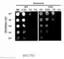 Fig. 66 - RECOMBINANT POLYNUCLEOTIDE SEQUENCE FOR PRODUCING ASTAXANTHIN AND USES THEREOF