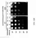 Fig. 69 - RECOMBINANT POLYNUCLEOTIDE SEQUENCE FOR PRODUCING ASTAXANTHIN AND USES THEREOF