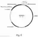 Fig. 17 - POLYPEPTIDES HAVING ALPHA-GLUCOSIDASE ACTIVITY AND POLYNUCLEOTIDES ENCODING SAME