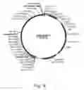 Fig. 19 - POLYPEPTIDES HAVING ALPHA-GLUCOSIDASE ACTIVITY AND POLYNUCLEOTIDES ENCODING SAME