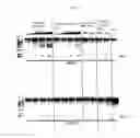 Fig. 05 - Tissue-specific genome engineering using CRISPR-Cas9