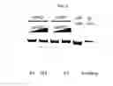 Fig. 06 - Tissue-specific genome engineering using CRISPR-Cas9