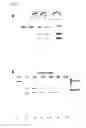 Fig. 03 - METHODS AND COMPOSITIONS FOR SYNTHETIC RNA ENDONUCLEASES