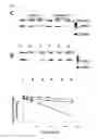 Fig. 04 - METHODS AND COMPOSITIONS FOR SYNTHETIC RNA ENDONUCLEASES