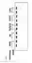 Fig. 16 - METHODS AND COMPOSITIONS FOR SYNTHETIC RNA ENDONUCLEASES