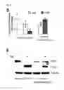 Fig. 24 - METHODS AND COMPOSITIONS FOR SYNTHETIC RNA ENDONUCLEASES