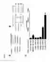 Fig. 28 - METHODS AND COMPOSITIONS FOR SYNTHETIC RNA ENDONUCLEASES
