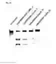 Fig. 29 - METHODS AND COMPOSITIONS FOR SYNTHETIC RNA ENDONUCLEASES