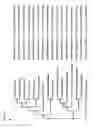 Fig. 41 - METHODS AND COMPOSITIONS FOR SYNTHETIC RNA ENDONUCLEASES