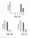 Fig. 07 - COMPOSITIONS AND METHODS FOR MODULATING MYELOID DERIVED SUPPRESSOR CELLS