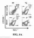 Fig. 09 - COMPOSITIONS AND METHODS FOR MODULATING MYELOID DERIVED SUPPRESSOR CELLS