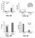 Fig. 15 - COMPOSITIONS AND METHODS FOR MODULATING MYELOID DERIVED SUPPRESSOR CELLS