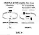 Fig. 17 - COMPOSITIONS AND METHODS FOR MODULATING MYELOID DERIVED SUPPRESSOR CELLS