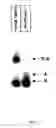 Fig. 10 - Method for Generating Aptamers with Improved Off-Rates