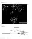Fig. 05 - Apoptosis inducer