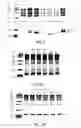 Fig. 03 - Independently inducible system of gene expression
