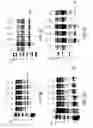 Fig. 06 - Independently inducible system of gene expression