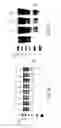 Fig. 07 - Independently inducible system of gene expression