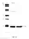 Fig. 15 - Independently inducible system of gene expression