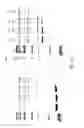 Fig. 16 - Independently inducible system of gene expression