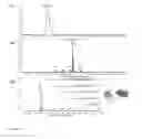 Fig. 09 - Process for producing chimeric cyclooligodepsipeptides in filamentous fungi