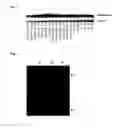 Fig. 03 - Transcription factors that regulate nicotine biosynthesis in tobacco