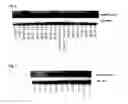 Fig. 04 - Transcription factors that regulate nicotine biosynthesis in tobacco