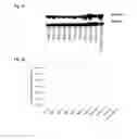 Fig. 12 - Transcription factors that regulate nicotine biosynthesis in tobacco