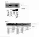 Fig. 13 - Transcription factors that regulate nicotine biosynthesis in tobacco