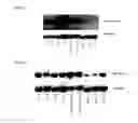 Fig. 14 - Transcription factors that regulate nicotine biosynthesis in tobacco