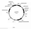 Fig. 02 - Plants with engineered endogenous genes