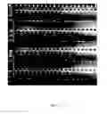 Fig. 04 - Plants with engineered endogenous genes