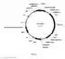 Fig. 09 - Plants with engineered endogenous genes