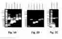 Fig. 04 - Double strand RNA-mediated RNA interference through feeding detrimental to larval (gypsy moth)