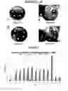 Fig. 04 - Method for producing chimeric microbial hybrids