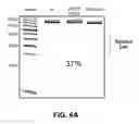 Fig. 09 - METHODS AND COMPOSITIONS FOR INCREASING RNA ACTIVITY IN A CELL