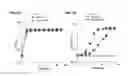 Fig. 06 - Bacteria engineered for conversion of ethylene to ethanol