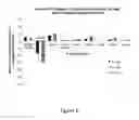Fig. 07 - METHODS FOR MODULATING PROTEIN GLYCOSYLATION PROFILES OF RECOMBINANT PROTEIN THERAPEUTICS USING MONOSACCHARIDES AND OLIGOSACCHARIDES