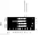 Fig. 08 - Methods and kits for reducing adapter-dimer formation