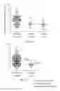 Fig. 04 - Prognostic mean telomere length