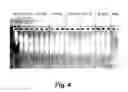 Fig. 05 - Reagents and methods for detecting HCV