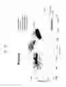 Fig. 03 - Rapid and label-free procedure for microbial community screening and profiling