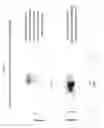 Fig. 06 - Rapid and label-free procedure for microbial community screening and profiling