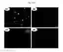 Fig. 14 - Rapid and label-free procedure for microbial community screening and profiling