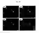 Fig. 15 - Rapid and label-free procedure for microbial community screening and profiling