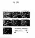 Fig. 17 - Rapid and label-free procedure for microbial community screening and profiling